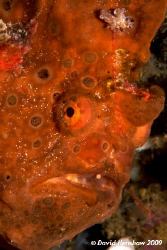 Profile of Painted Frogfish. Taken with D200 and 60mm len... by David Henshaw 